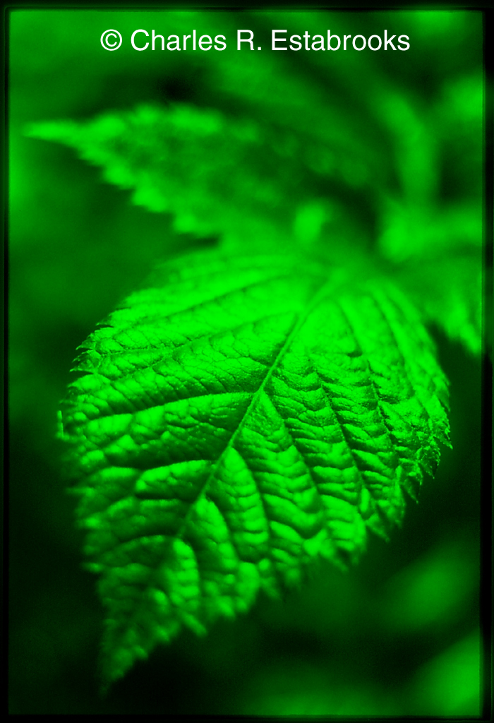 Green-Leaves.jpg