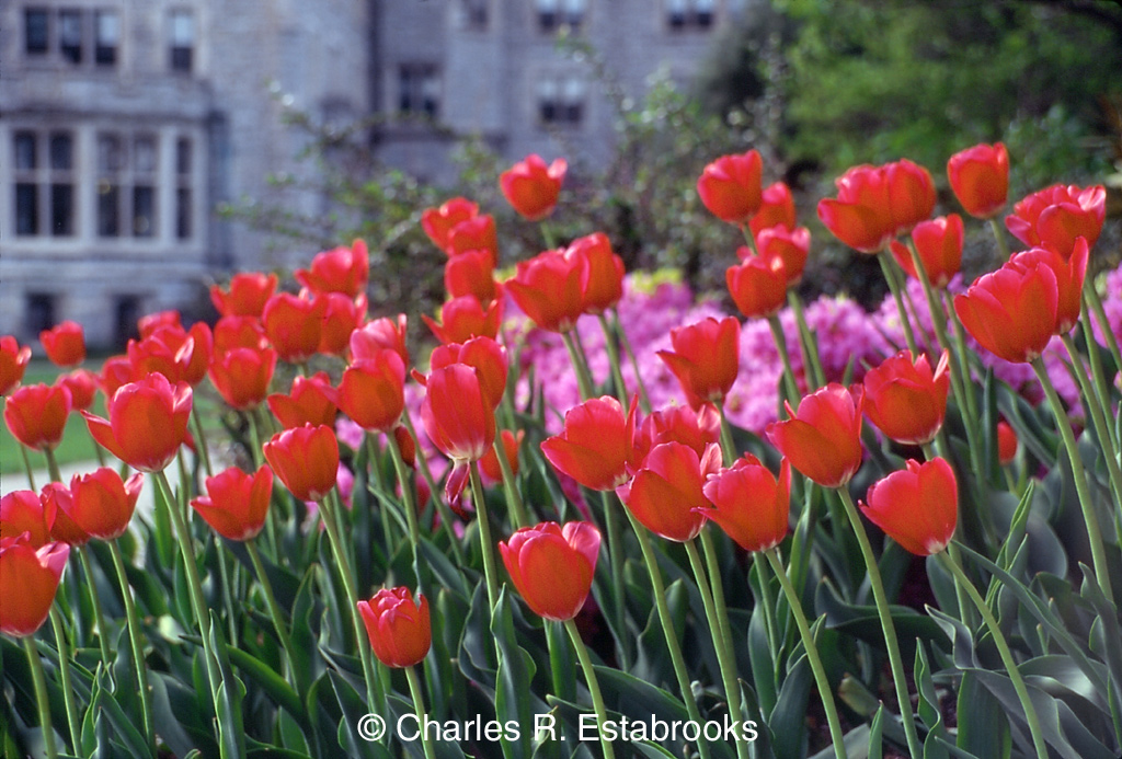 Tulip-Field.jpg