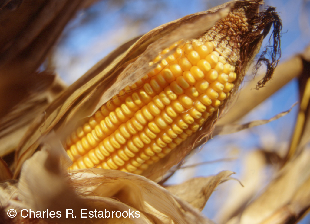 Corn-Cob.jpg