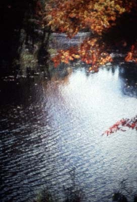 Autumn-Pond-Ripples.jpg