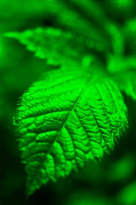 green_leaf.jpg